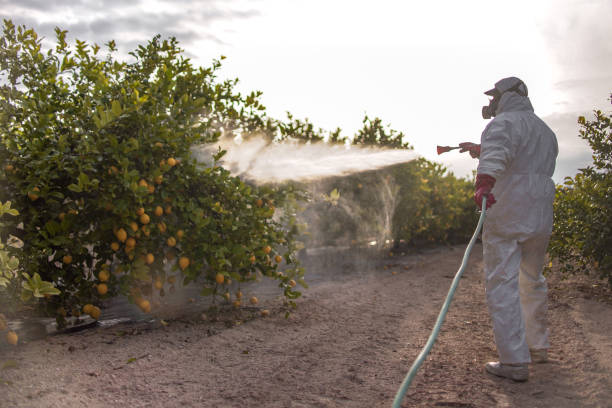 Flea Control Services in Mentone, CA